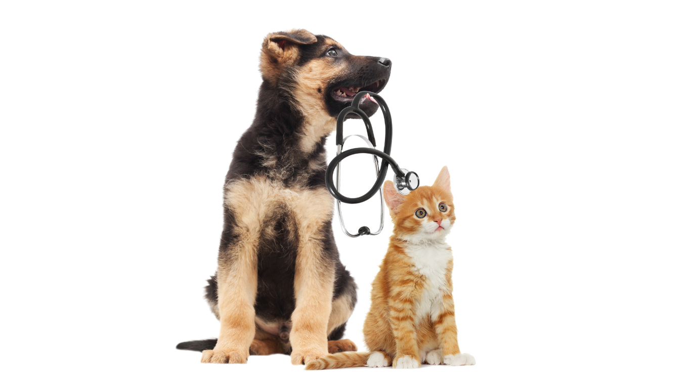 Home Paws At Home Veterinary Nursing